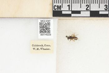 Media type: image;   Entomology 774223 Aspect: Labels